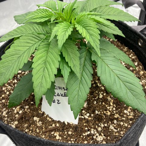 Crimson Cake (Pinky Peninsula Genetics) growlog timeline photo
