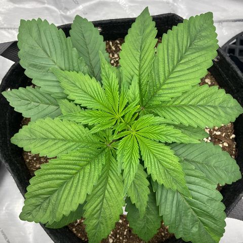 Crimson Cake (Pinky Peninsula Genetics) growlog timeline photo