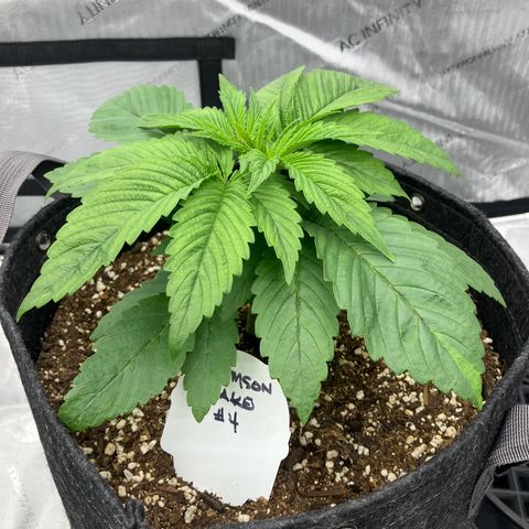 Crimson Cake (Pinky Peninsula Genetics) growlog timeline photo