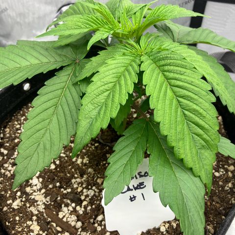 Crimson Cake (Pinky Peninsula Genetics) growlog timeline photo