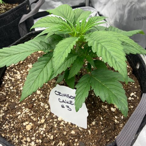 Crimson Cake (Pinky Peninsula Genetics) growlog timeline photo