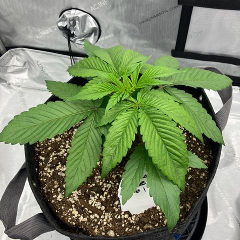Crimson Cake (Pinky Peninsula Genetics) growlog timeline photo
