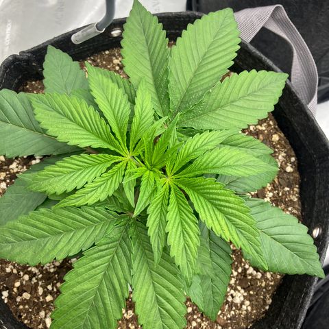 Crimson Cake (Pinky Peninsula Genetics) growlog timeline photo