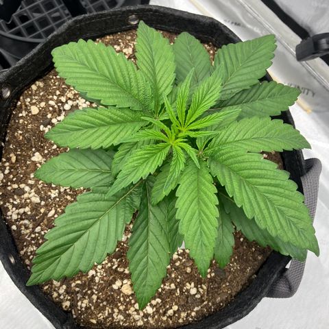 Crimson Cake (Pinky Peninsula Genetics) growlog timeline photo