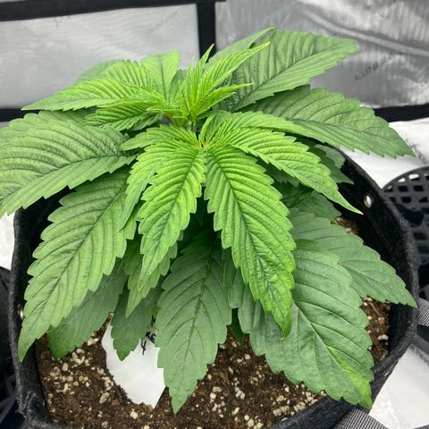 Crimson Cake (Pinky Peninsula Genetics) growlog timeline photo
