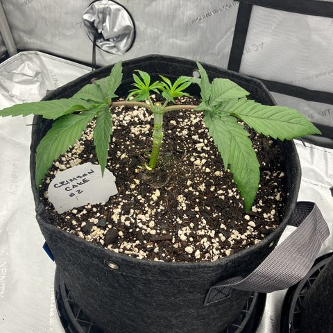 Crimson Cake (Pinky Peninsula Genetics) growlog timeline photo