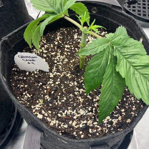 Crimson Cake (Pinky Peninsula Genetics) growlog timeline photo