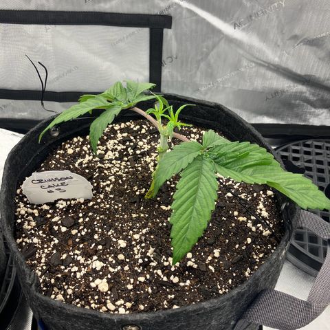 Crimson Cake (Pinky Peninsula Genetics) growlog timeline photo