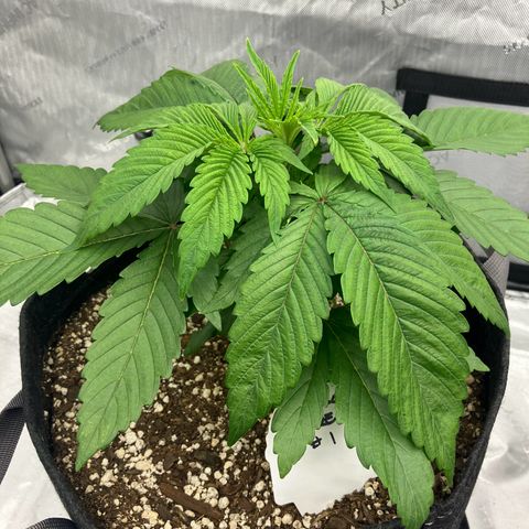 Crimson Cake (Pinky Peninsula Genetics) growlog timeline photo