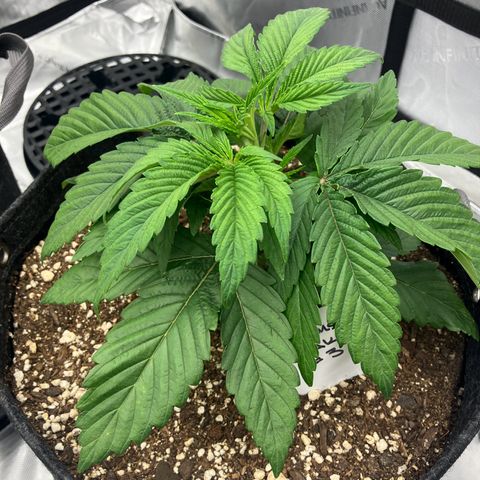 Crimson Cake (Pinky Peninsula Genetics) growlog timeline photo
