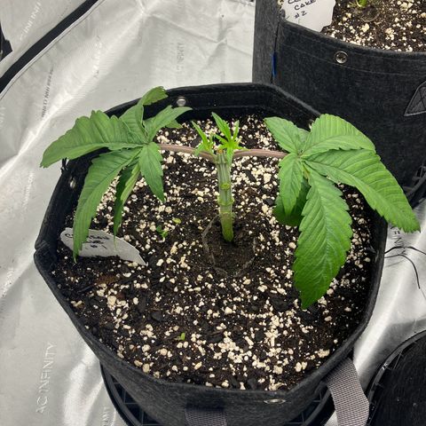 Crimson Cake (Pinky Peninsula Genetics) growlog timeline photo