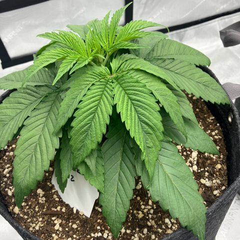 Crimson Cake (Pinky Peninsula Genetics) growlog timeline photo