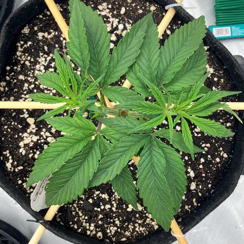Crimson Cake (Pinky Peninsula Genetics) growlog timeline photo