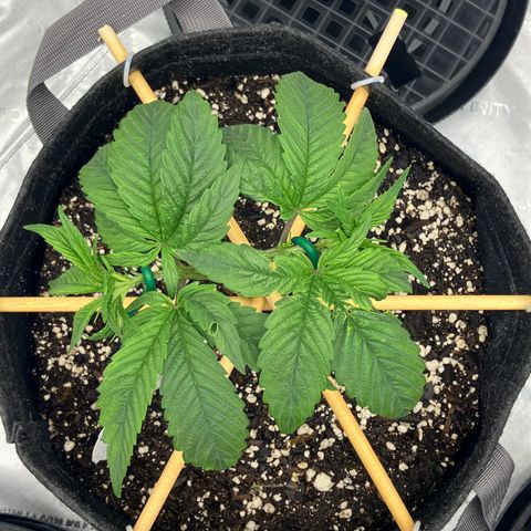 Crimson Cake (Pinky Peninsula Genetics) growlog timeline photo
