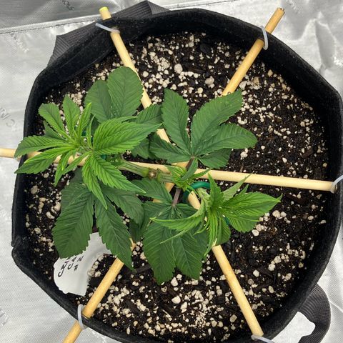 Crimson Cake (Pinky Peninsula Genetics) growlog timeline photo
