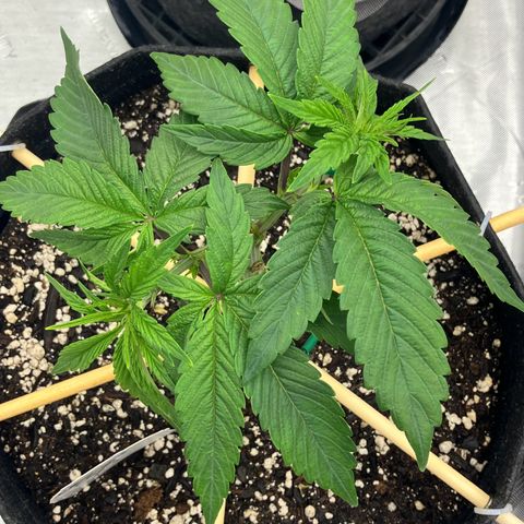 Crimson Cake (Pinky Peninsula Genetics) growlog timeline photo