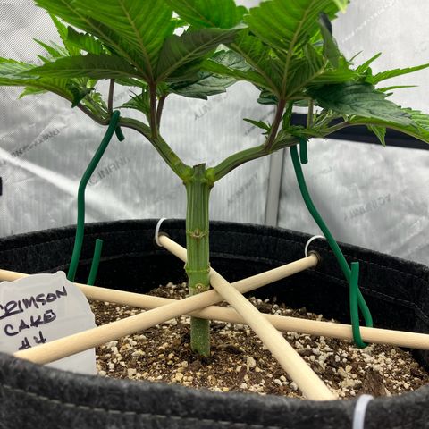 Crimson Cake (Pinky Peninsula Genetics) growlog photo: Manifold training, trying to keep both tops as horizontal as possible.