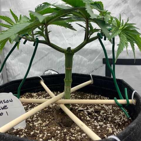 Crimson Cake (Pinky Peninsula Genetics) growlog photo: Manifold training, trying to keep both tops as horizontal as possible.