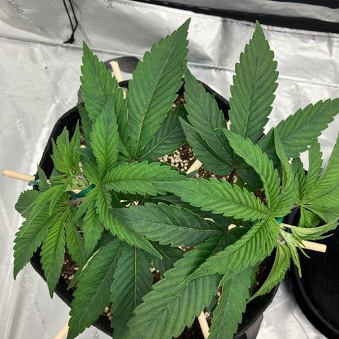 Crimson Cake (Pinky Peninsula Genetics) growlog photo: Manifold training, trying to keep both tops as horizontal as possible.