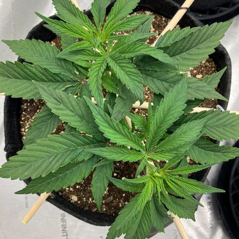 Crimson Cake (Pinky Peninsula Genetics) growlog photo: Manifold training, trying to keep both tops as horizontal as possible.
