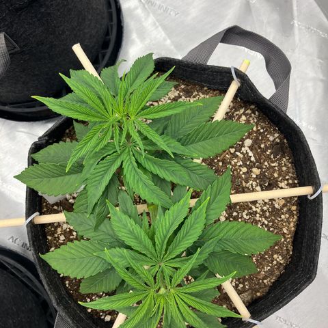 Crimson Cake (Pinky Peninsula Genetics) growlog photo: Manifold training, trying to keep both tops as horizontal as possible.