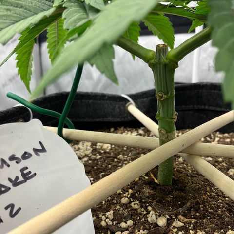 Crimson Cake (Pinky Peninsula Genetics) growlog photo: Manifold training, trying to keep both tops as horizontal as possible.
