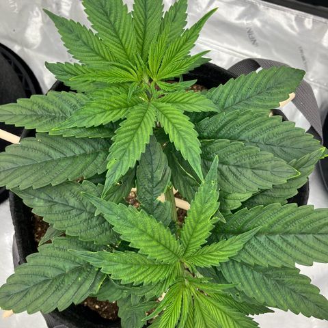 Crimson Cake (Pinky Peninsula Genetics) growlog photo: Manifold training, trying to keep both tops as horizontal as possible.