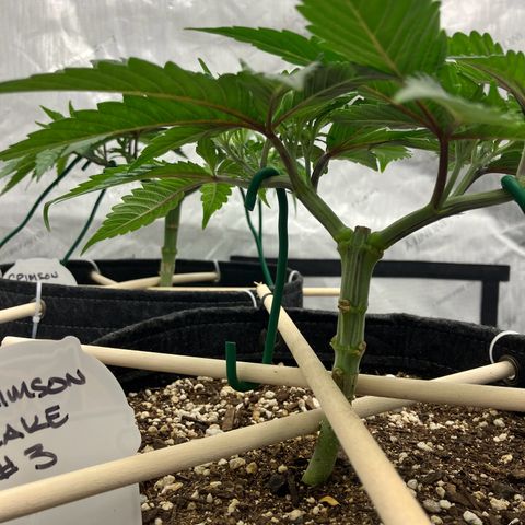 Crimson Cake (Pinky Peninsula Genetics) growlog photo: Manifold training, trying to keep both tops as horizontal as possible.