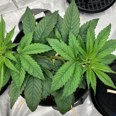 Crimson Cake (Pinky Peninsula Genetics) growlog photo: Ongoing training for manafolding. 