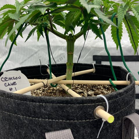 Crimson Cake (Pinky Peninsula Genetics) growlog photo: Ongoing training for manafolding. 
