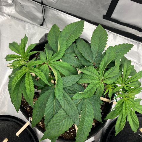 Crimson Cake (Pinky Peninsula Genetics) growlog photo: Ongoing training for manafolding. 