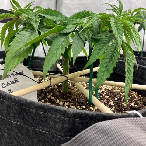 Crimson Cake (Pinky Peninsula Genetics) growlog photo: Ongoing training for manafolding. 