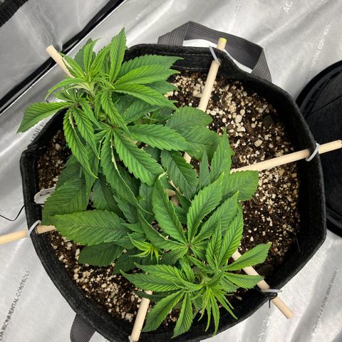 Crimson Cake (Pinky Peninsula Genetics) growlog photo: Ongoing training for manafolding. 