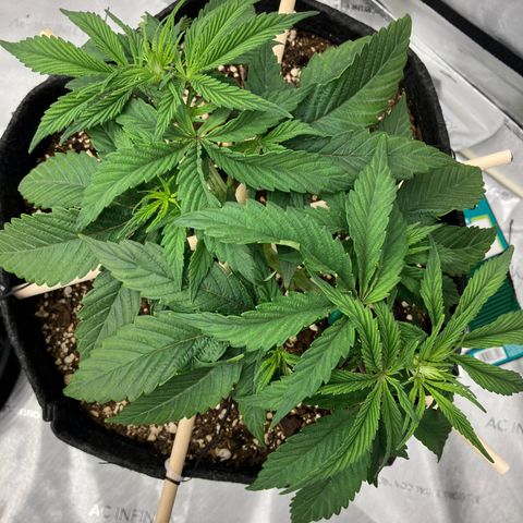 Crimson Cake (Pinky Peninsula Genetics) growlog photo: Ongoing training for manafolding. 