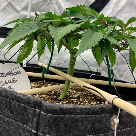 Crimson Cake (Pinky Peninsula Genetics) growlog photo: Ongoing training for manafolding. 
