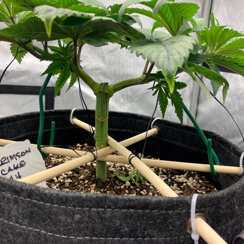 Crimson Cake (Pinky Peninsula Genetics) growlog photo: Ongoing training for manafolding. 