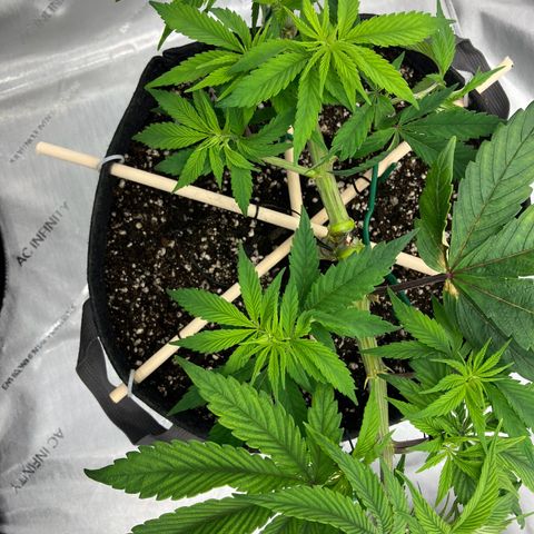 Crimson Cake (Pinky Peninsula Genetics) growlog timeline photo