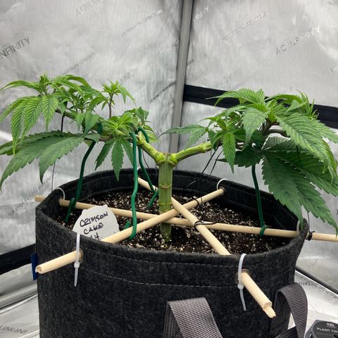 Crimson Cake (Pinky Peninsula Genetics) growlog timeline photo