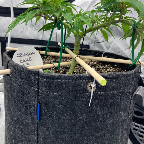 Crimson Cake (Pinky Peninsula Genetics) growlog timeline photo