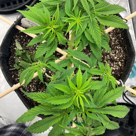 Crimson Cake (Pinky Peninsula Genetics) growlog timeline photo