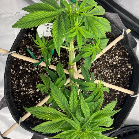 Crimson Cake (Pinky Peninsula Genetics) growlog timeline photo