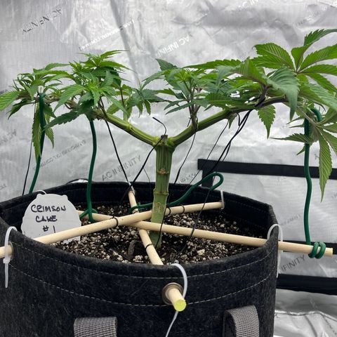Crimson Cake (Pinky Peninsula Genetics) growlog timeline photo