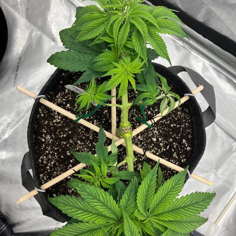 Crimson Cake (Pinky Peninsula Genetics) growlog timeline photo