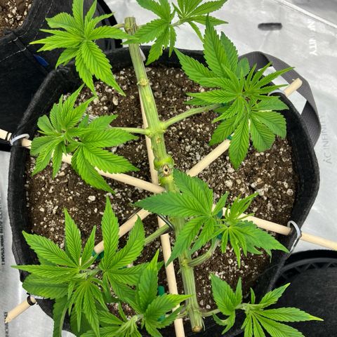Crimson Cake (Pinky Peninsula Genetics) growlog timeline photo