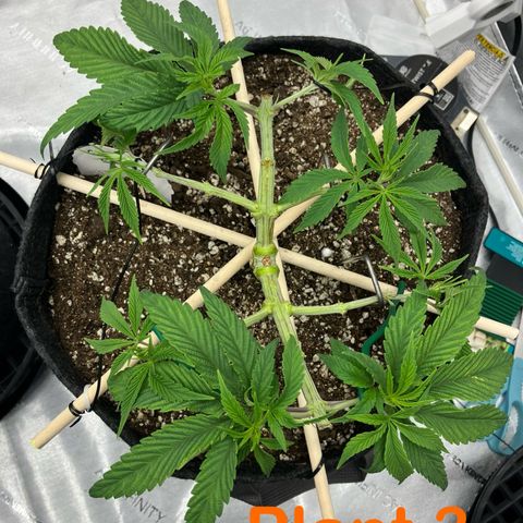 Crimson Cake (Pinky Peninsula Genetics) growlog timeline photo