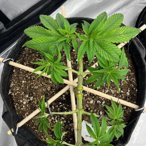 Crimson Cake (Pinky Peninsula Genetics) growlog timeline photo