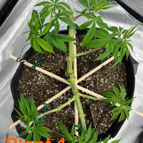 Crimson Cake (Pinky Peninsula Genetics) growlog timeline photo