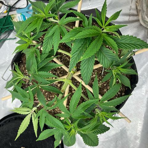 Crimson Cake (Pinky Peninsula Genetics) growlog timeline photo