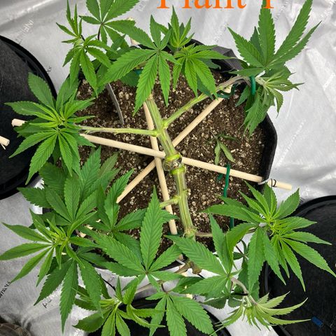 Crimson Cake (Pinky Peninsula Genetics) growlog timeline photo