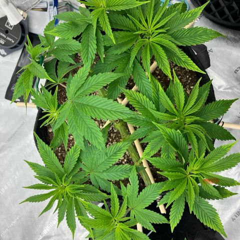 Crimson Cake (Pinky Peninsula Genetics) growlog timeline photo